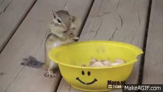 GIF animado ardilla